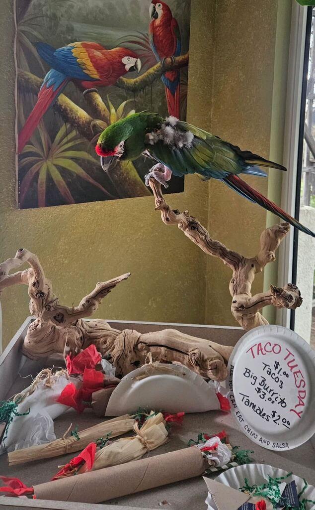 Enlarge Kermit, an adoptable Macaw in San Diego, CA image 2/6
