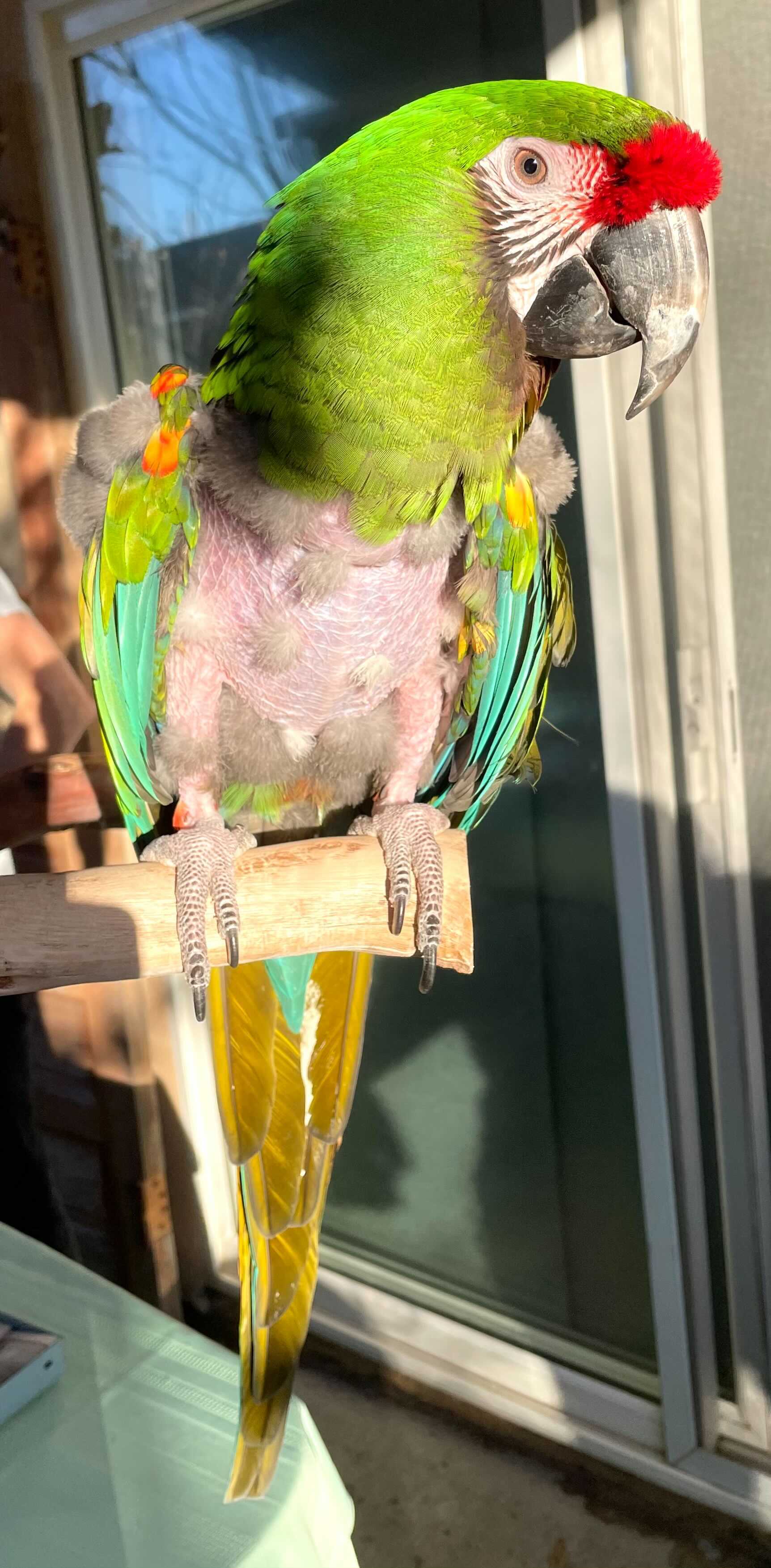 Enlarge Kermit, a Adoptable Macaw in San Diego, CA image 6/10