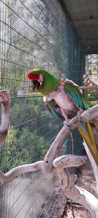 Enlarge Kermit, a Adoptable Macaw in San Diego, CA image 7/10