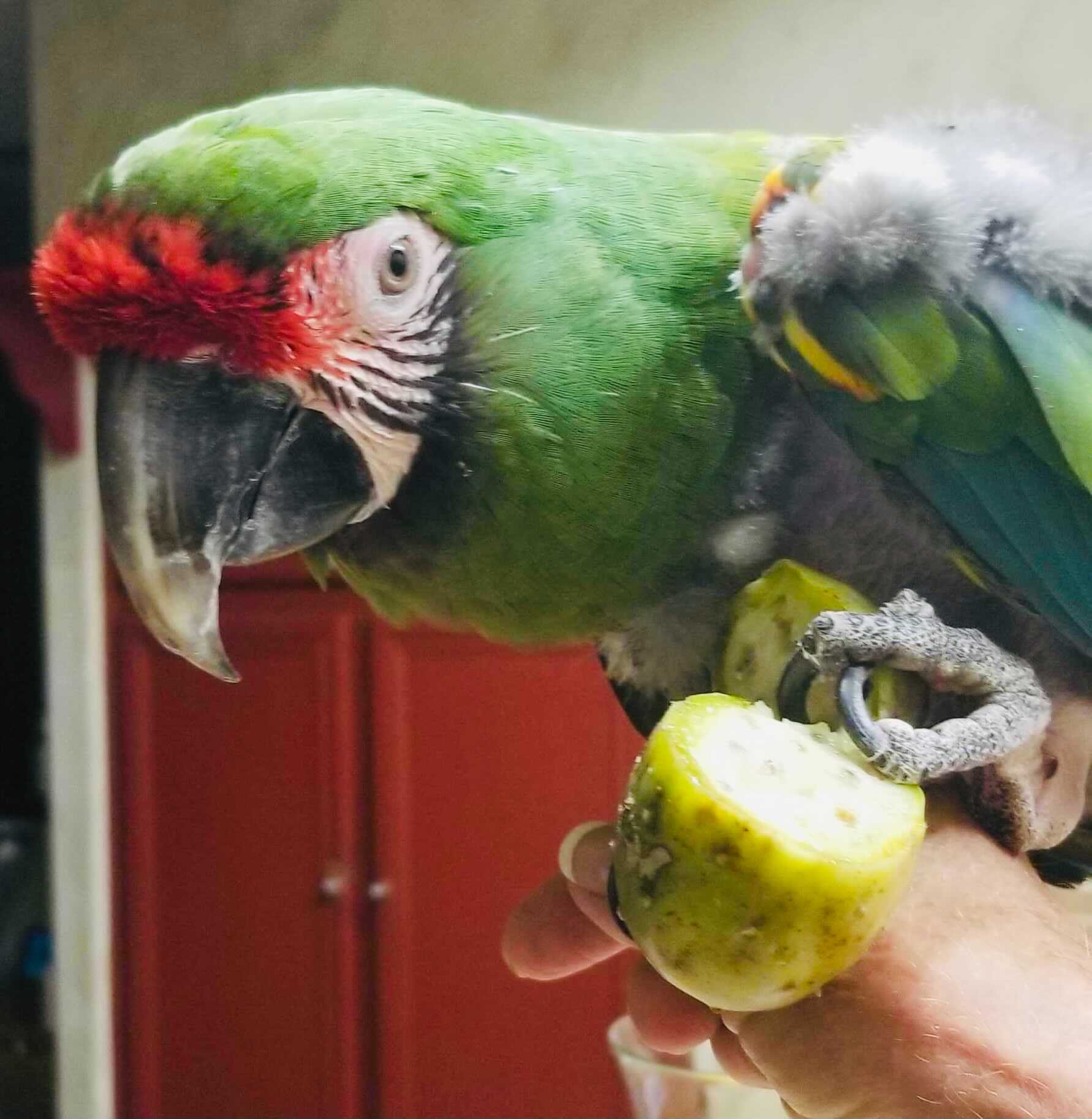 Enlarge Kermit, a Adoptable Macaw in San Diego, CA image 8/10