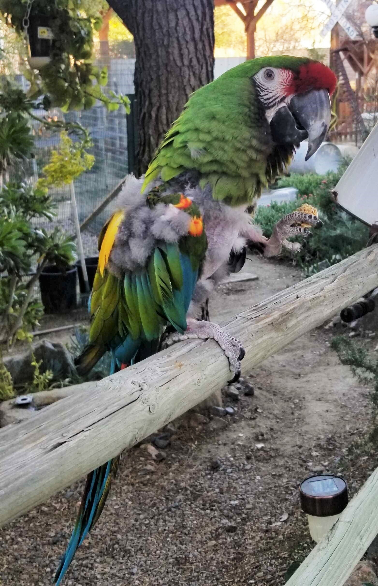 Enlarge Kermit, a Adoptable Macaw in San Diego, CA image 9/10