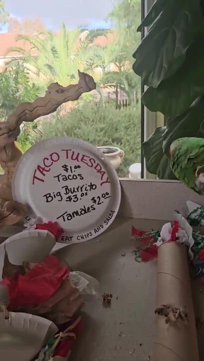 Enlarge Kermit, an adoptable Macaw in San Diego, CA video 2/6