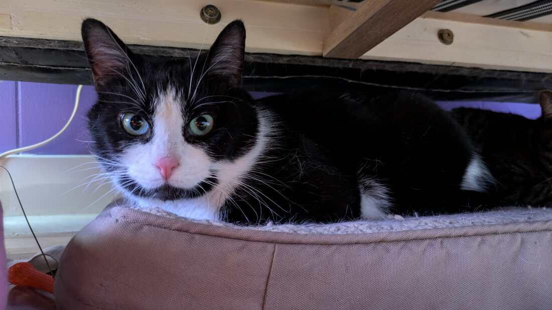 Enlarge Mama Parsnip, an adopted Domestic Short Hair in Kalamazoo, MI image 1/1