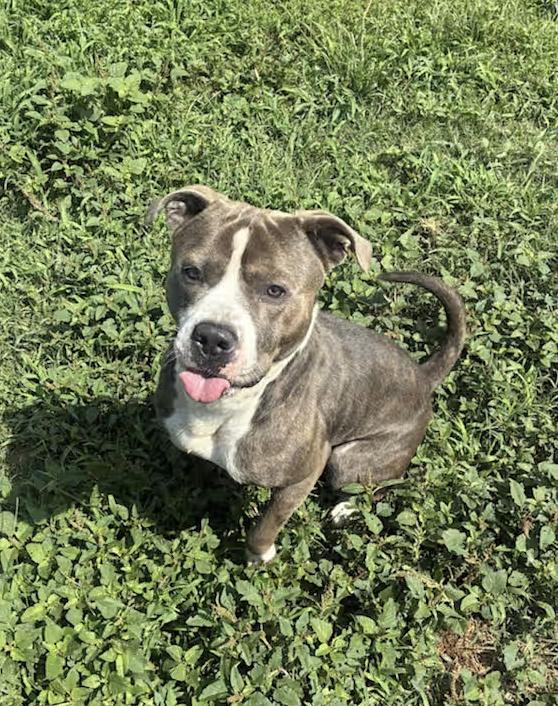 Enlarge Big Shot : Your Loyal Best Friend, an adoptable mixed breed in Marysville, WA image 3/6