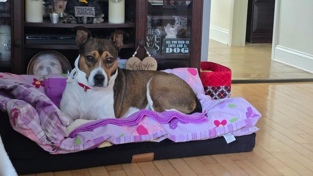 Enlarge Delta, a Adoptable mixed breed in Fond Du Lac, WI image 1/6