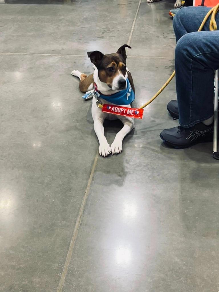 Enlarge Delta, a Adoptable mixed breed in Fond Du Lac, WI image 2/6