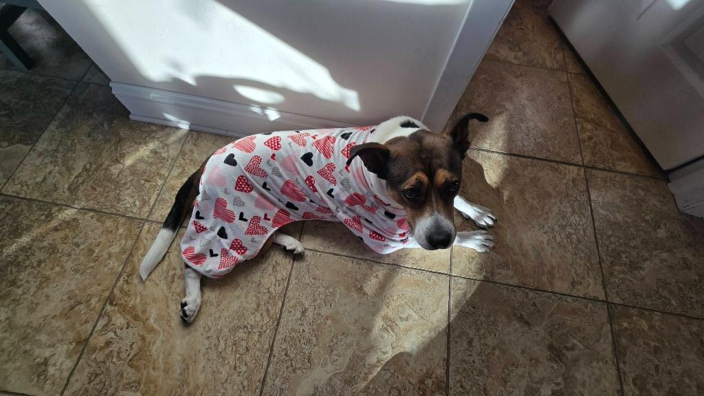 Enlarge Delta, a Adoptable mixed breed in Fond Du Lac, WI image 3/6