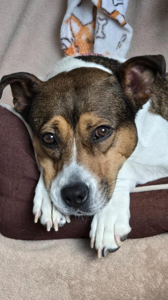 Enlarge Delta, a Adoptable mixed breed in Fond Du Lac, WI image 5/6