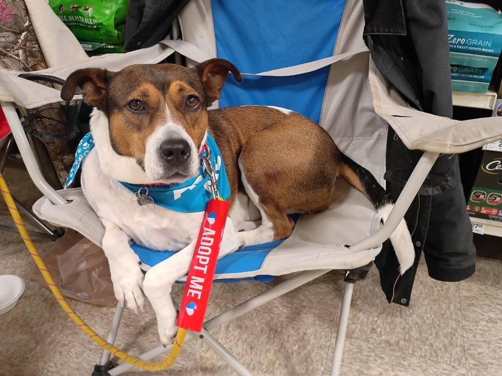 Enlarge Delta, a Adoptable mixed breed in Fond Du Lac, WI image 6/6