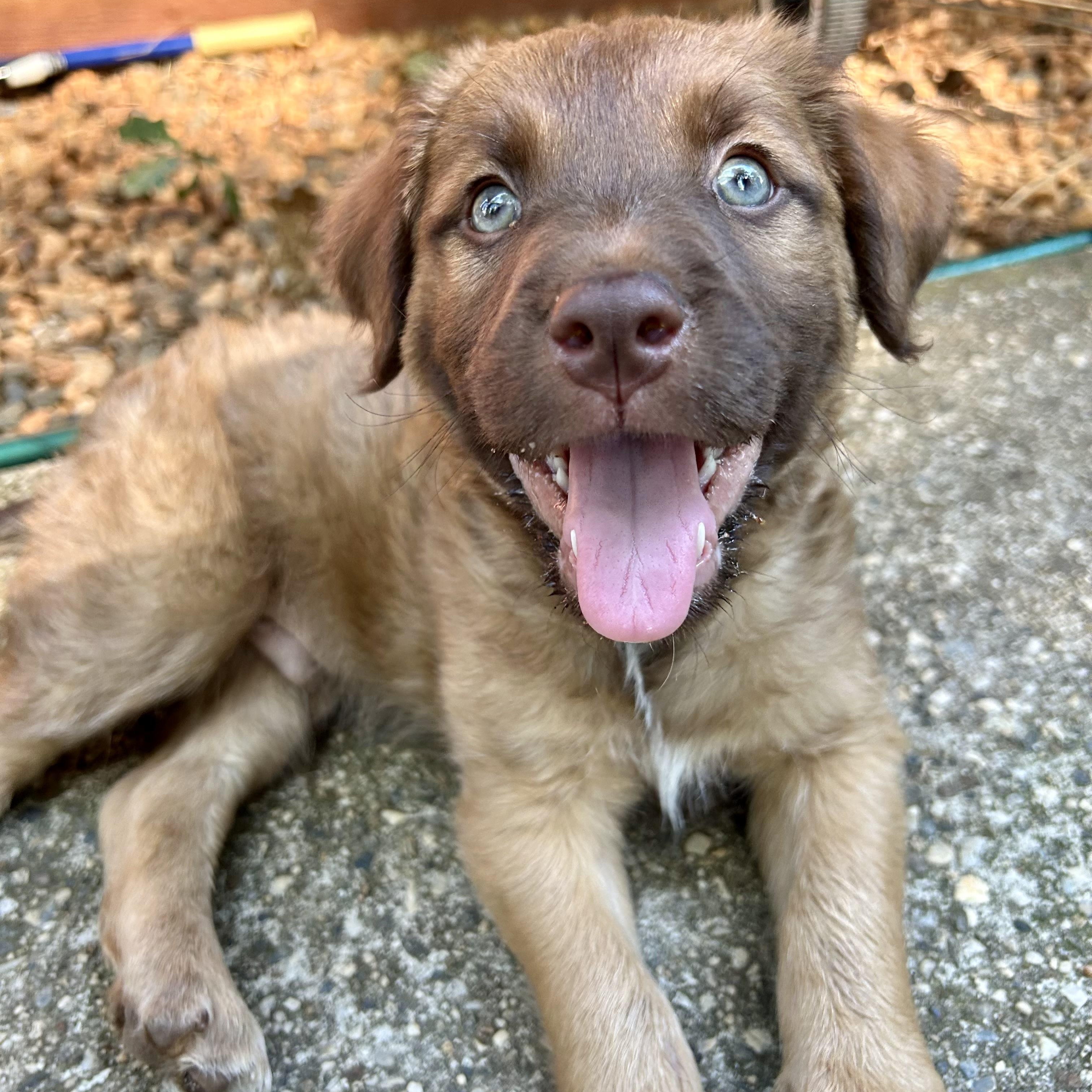 Hamm (Toy Story 5), Adoptable, Puppy Male Shepherd.
