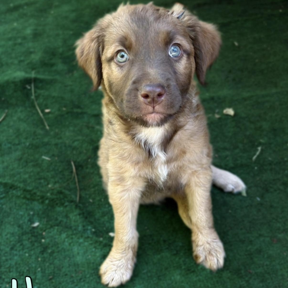 Hamm (Toy Story 5), a Adoptable mixed breed in Redwood City, CA image 2/4