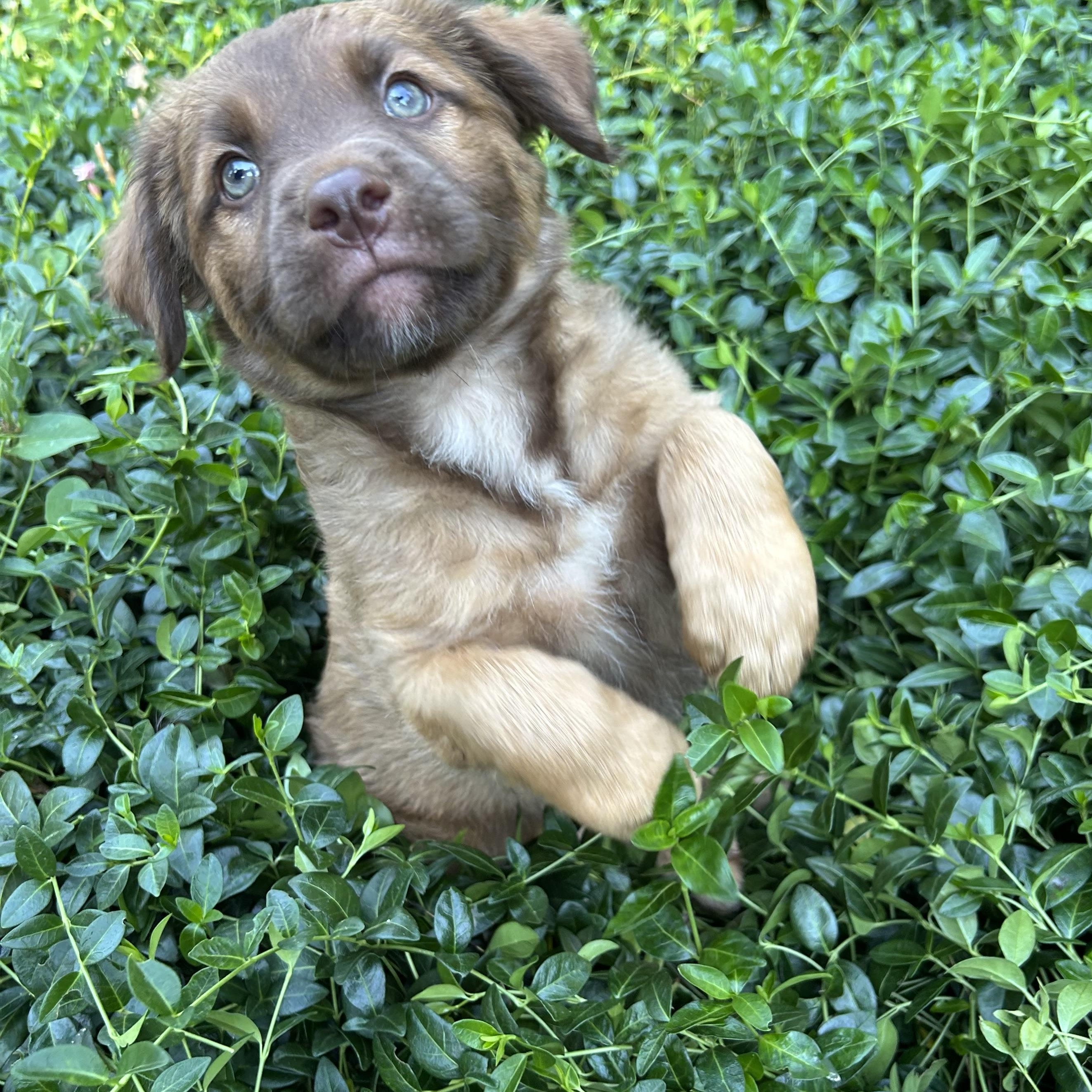 Hamm (Toy Story 5), a Adoptable mixed breed in Redwood City, CA image 3/4
