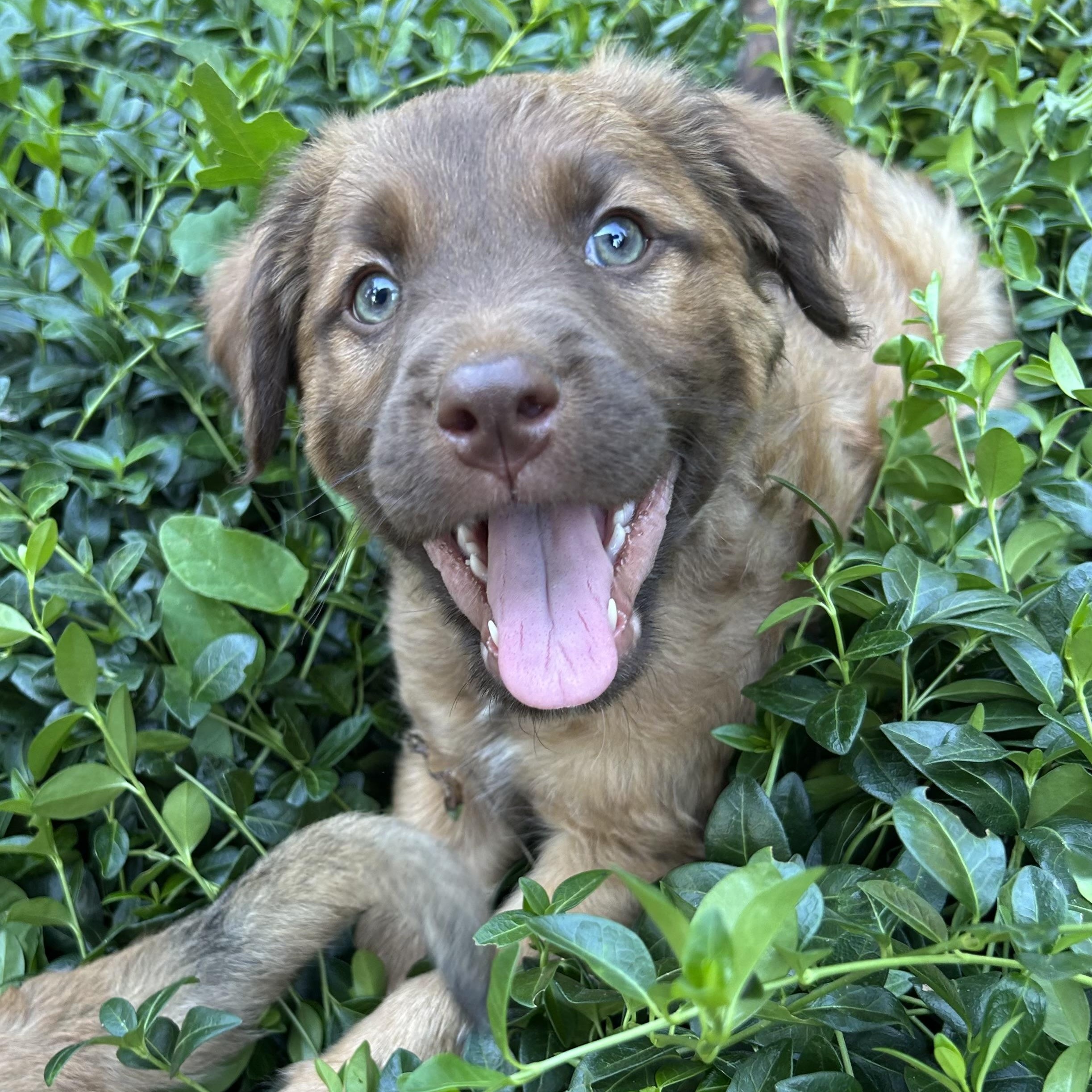 Hamm (Toy Story 5), a Adoptable mixed breed in Redwood City, CA image 4/4