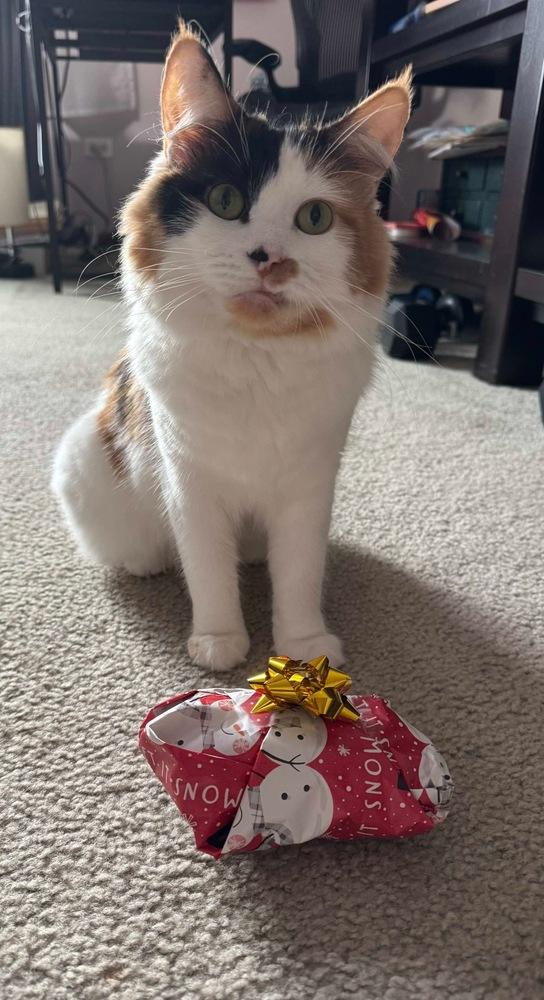 Miss June Bug, Adoptable, Adult Female Domestic Long Hair.