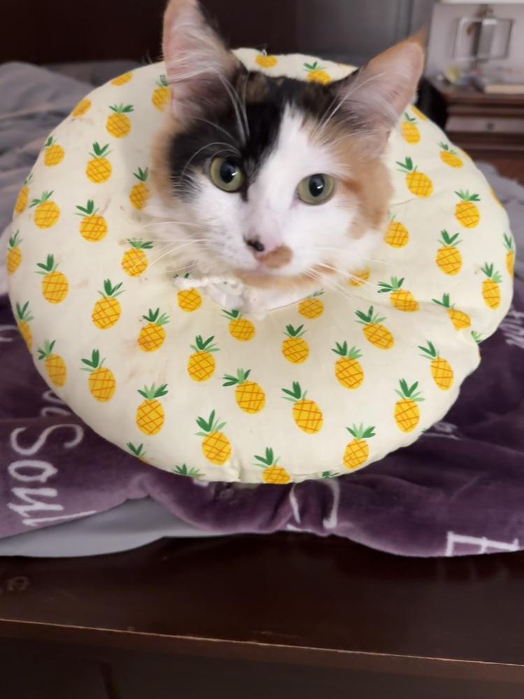 Miss June Bug, Adoptable, Senior Female Domestic Long Hair.