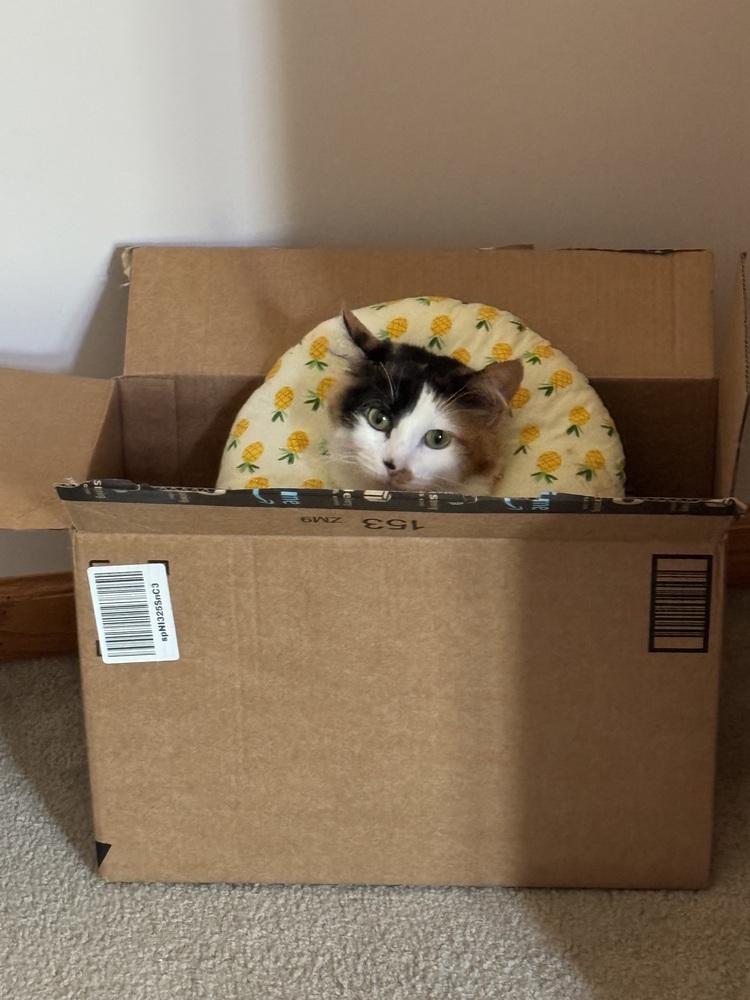 Enlarge Miss June Bug, a Adoptable Domestic Long Hair in Wheaton, IL image 3/4