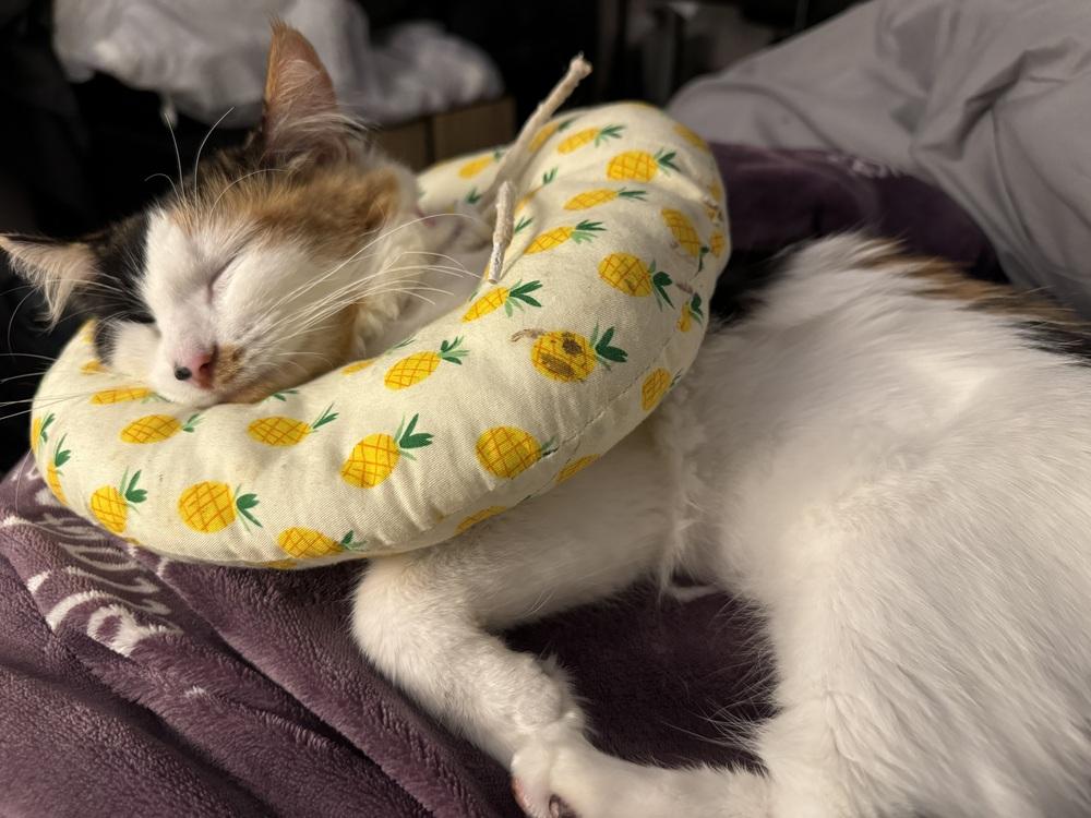 Enlarge Miss June Bug, a Adoptable Domestic Long Hair in Wheaton, IL image 4/4