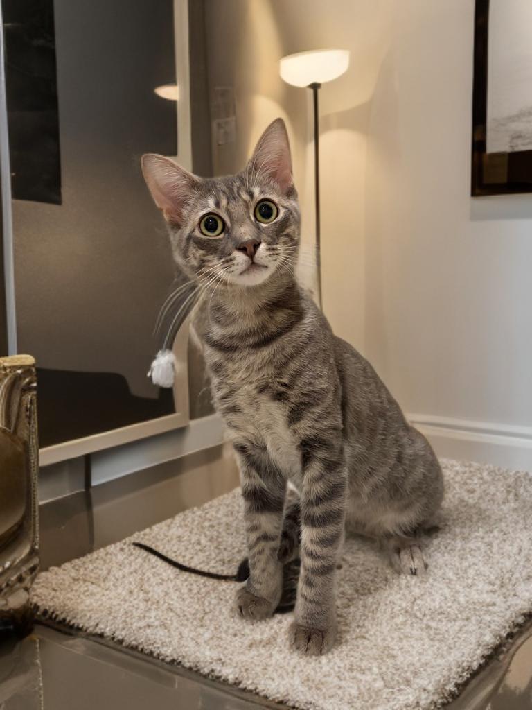 Ashe, a Adoptable Domestic Short Hair in Boston, MA image 3/5