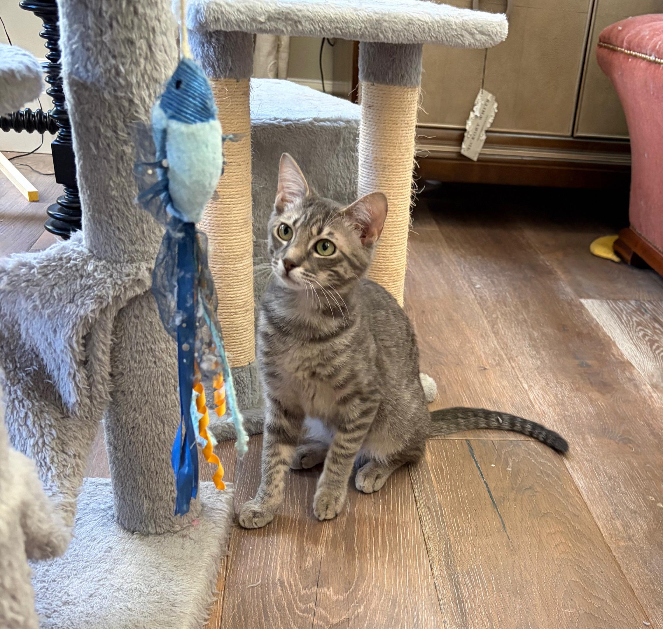 Ashe, a Adoptable Domestic Short Hair in Boston, MA image 4/5
