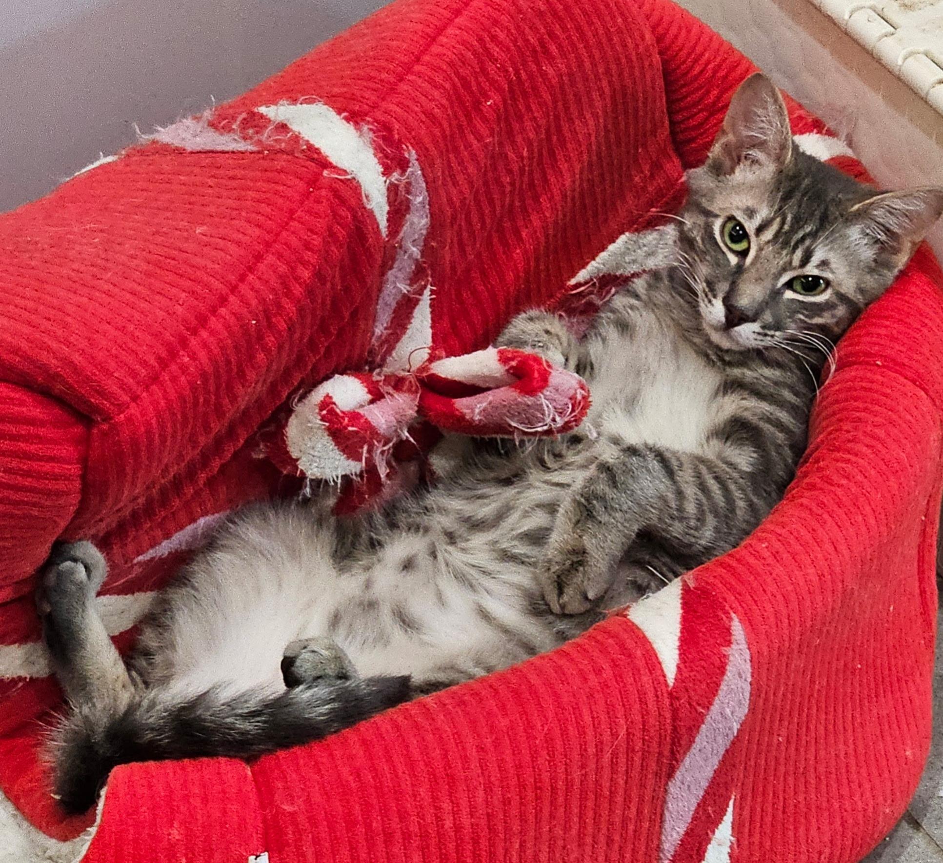 Ashe, a Adoptable Domestic Short Hair in Boston, MA image 2/5