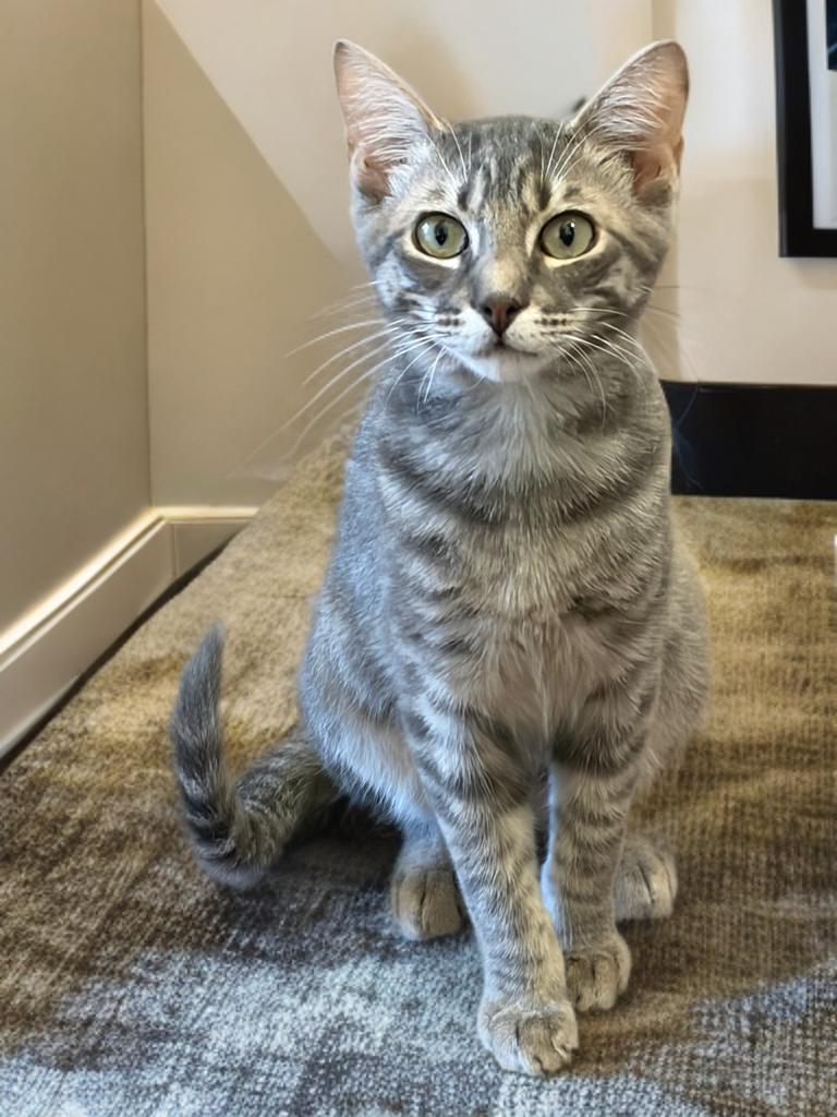 Ashe, Adoptable, Kitten Male Domestic Short Hair.