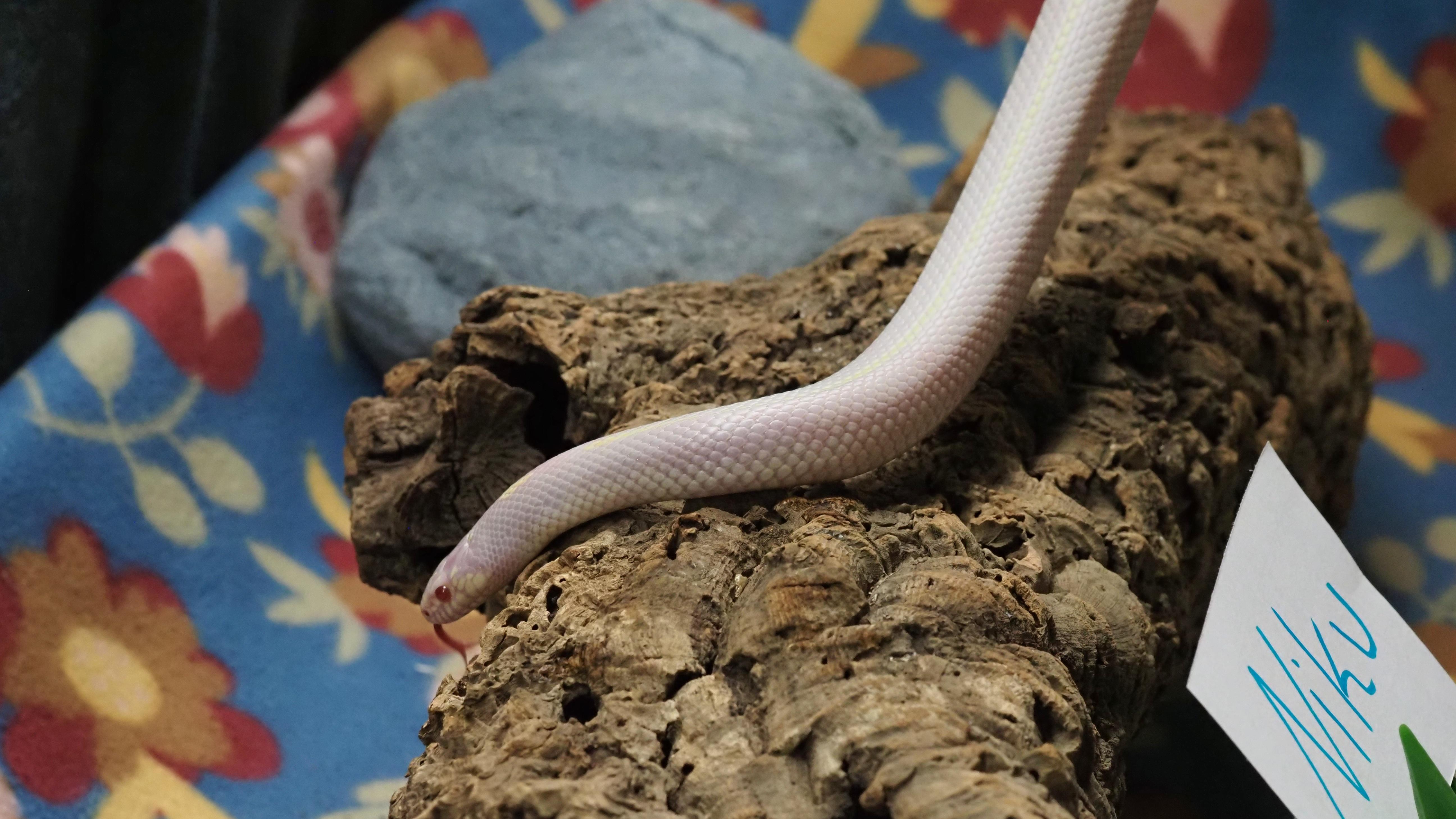 Enlarge Niku, a ADOPTABLE King / Milk in Tacoma, WA image 2/2