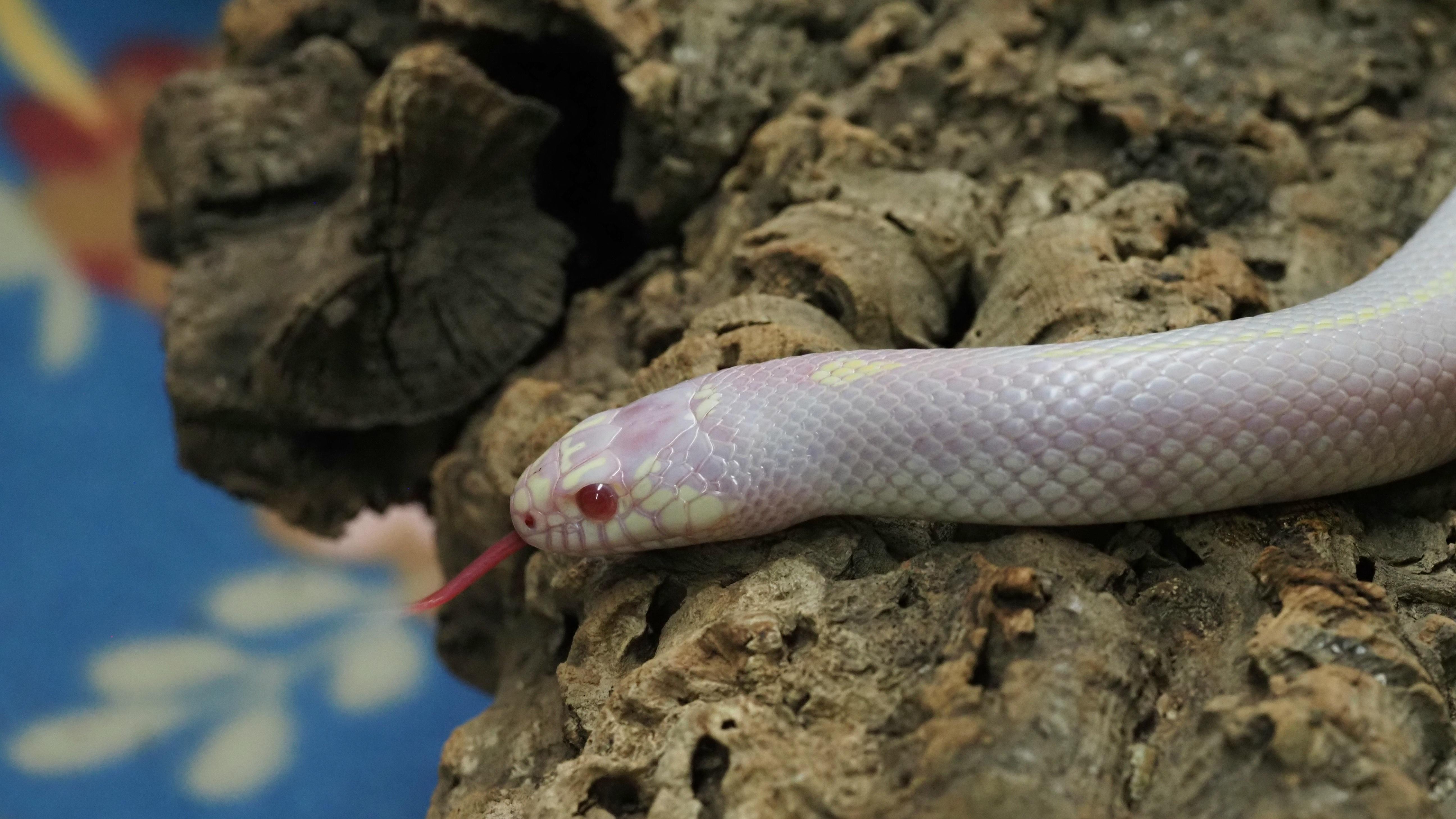 Niku, ADOPTABLE, Adult Female King / Milk.