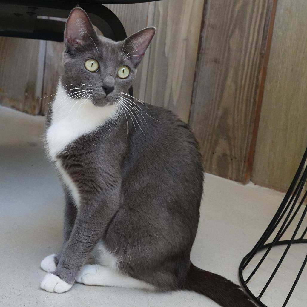 Ursa — thumbnail 2