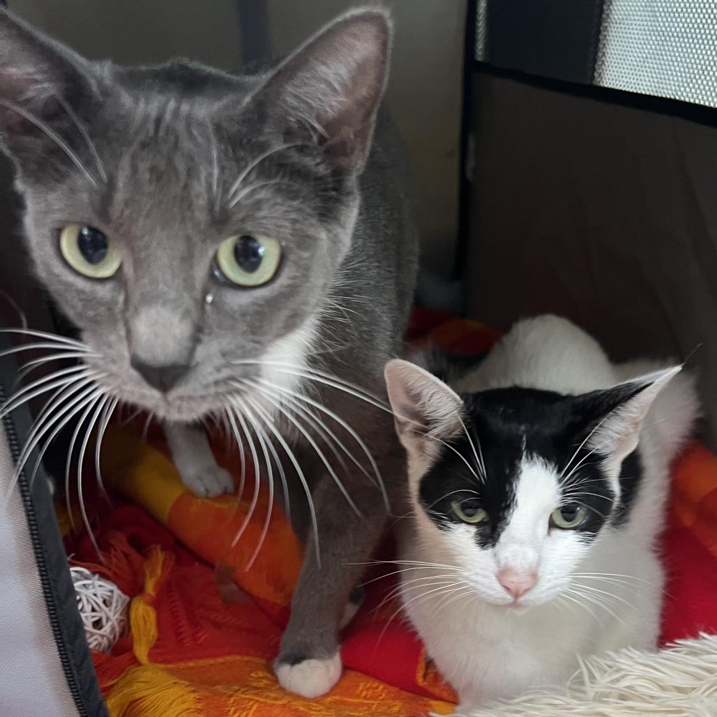 Ursa — thumbnail 3