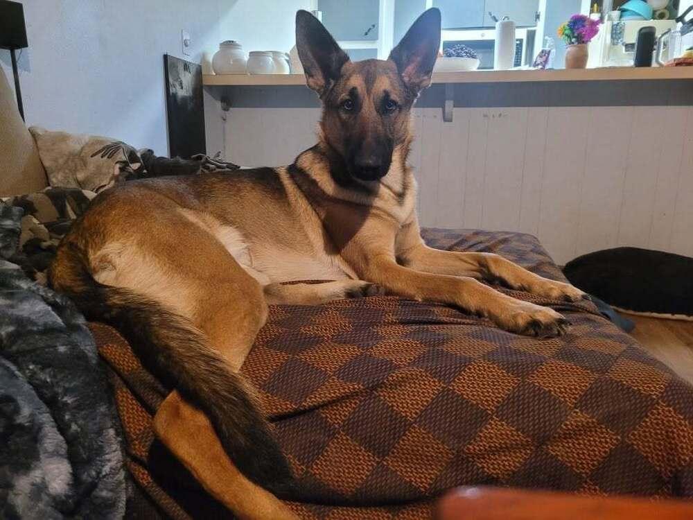 Riley, Adoptable, Adult Female German Shepherd Dog.
