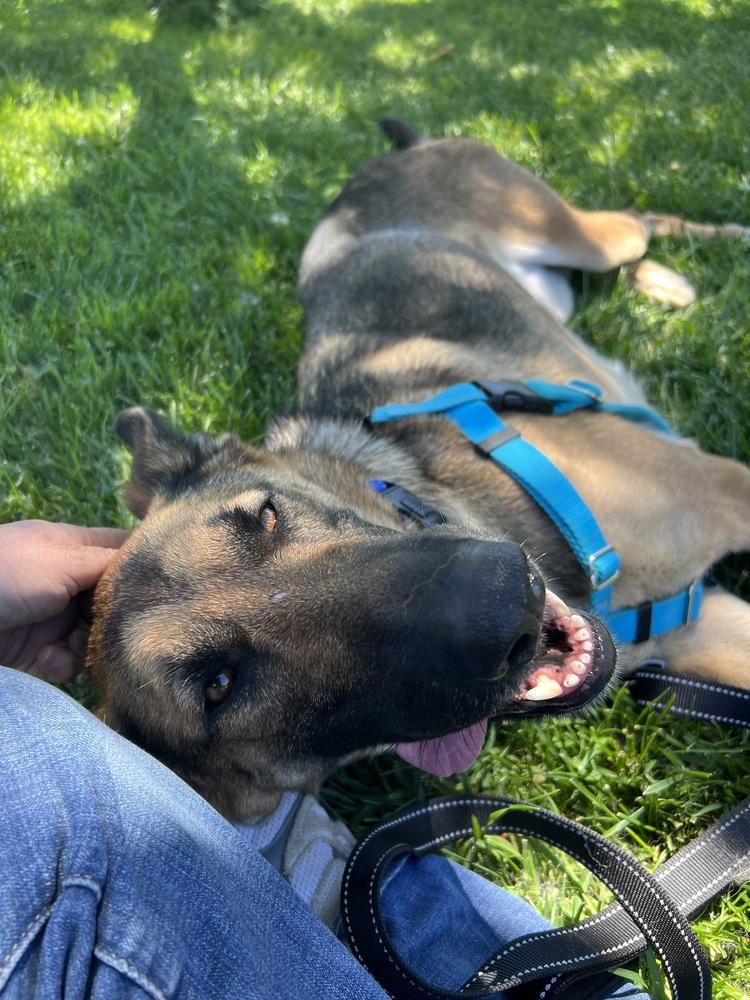 Enlarge Riley, a Adoptable mixed breed in Fulton, CA image 2/6