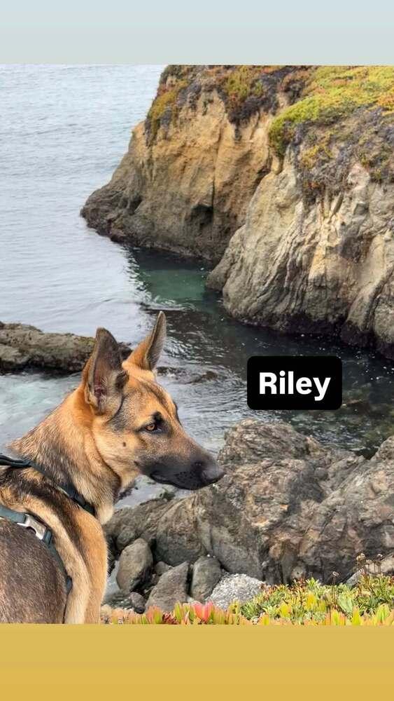 Riley, a Adoptable mixed breed in Fulton, CA image 2/3
