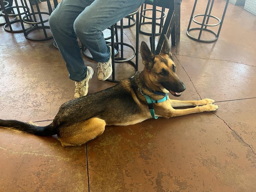 Enlarge Riley, a Adoptable mixed breed in Fulton, CA image 5/6