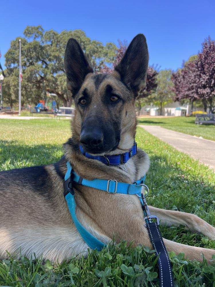 Enlarge Riley, a Adoptable mixed breed in Fulton, CA image 6/6