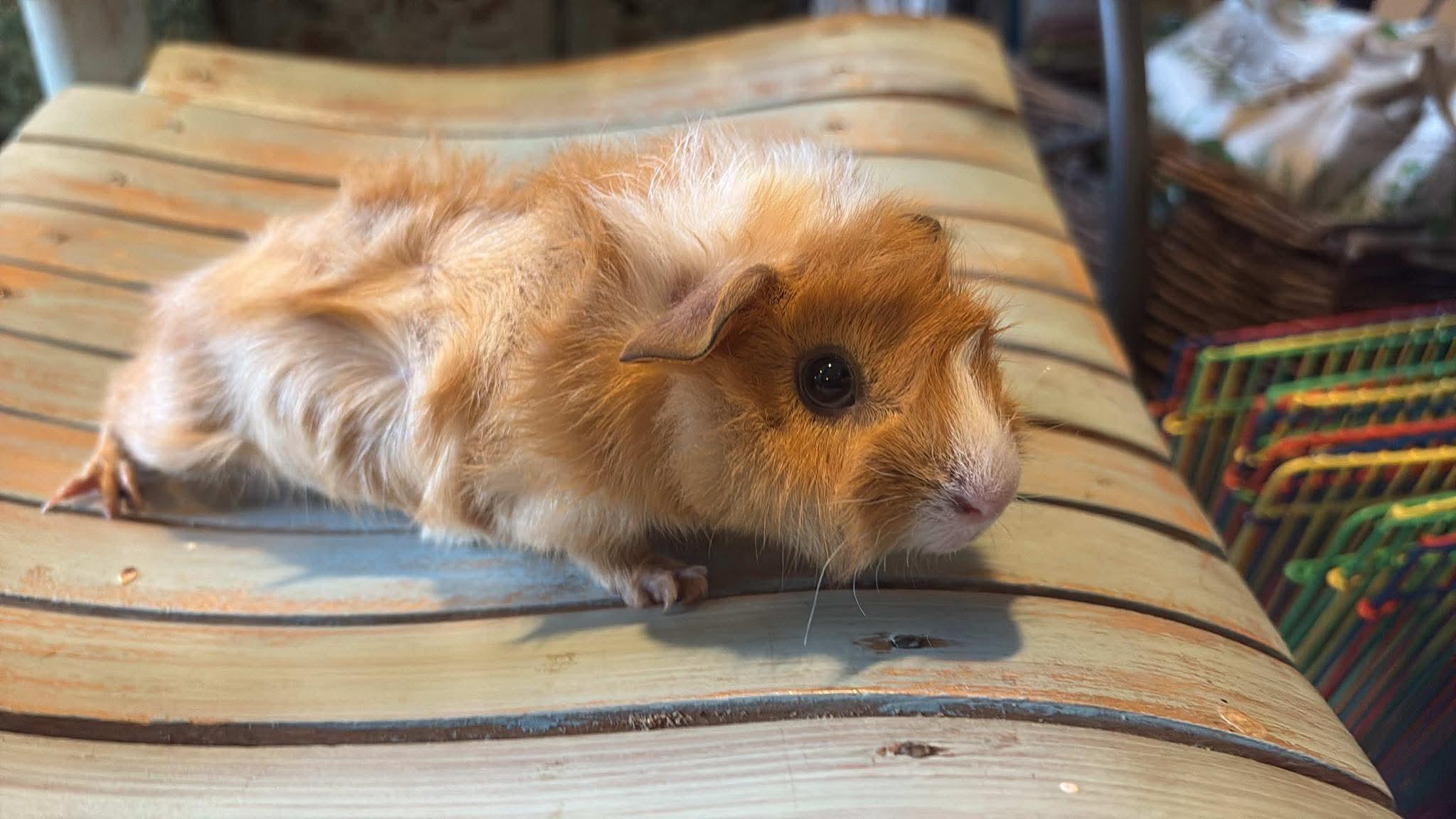 Herbert and Karma, ADOPTABLE, Young Male Guinea Pig & Abyssinian.