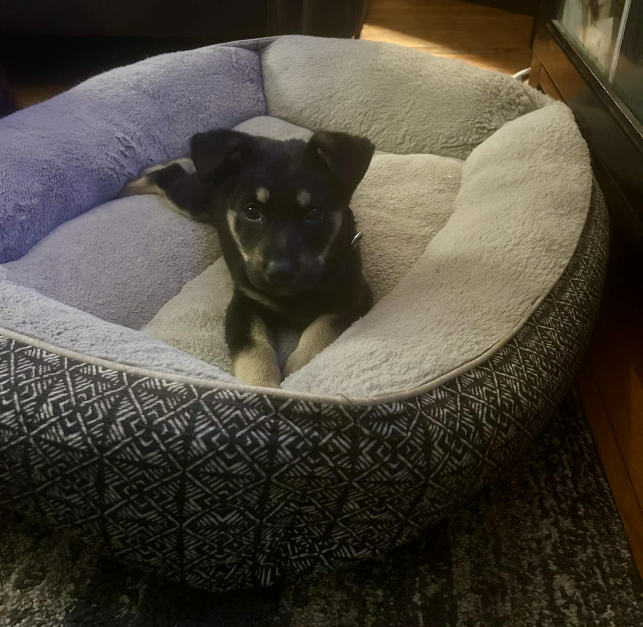 Enlarge Nala, a ADOPTABLE mixed breed in Albany, NY image 1/4