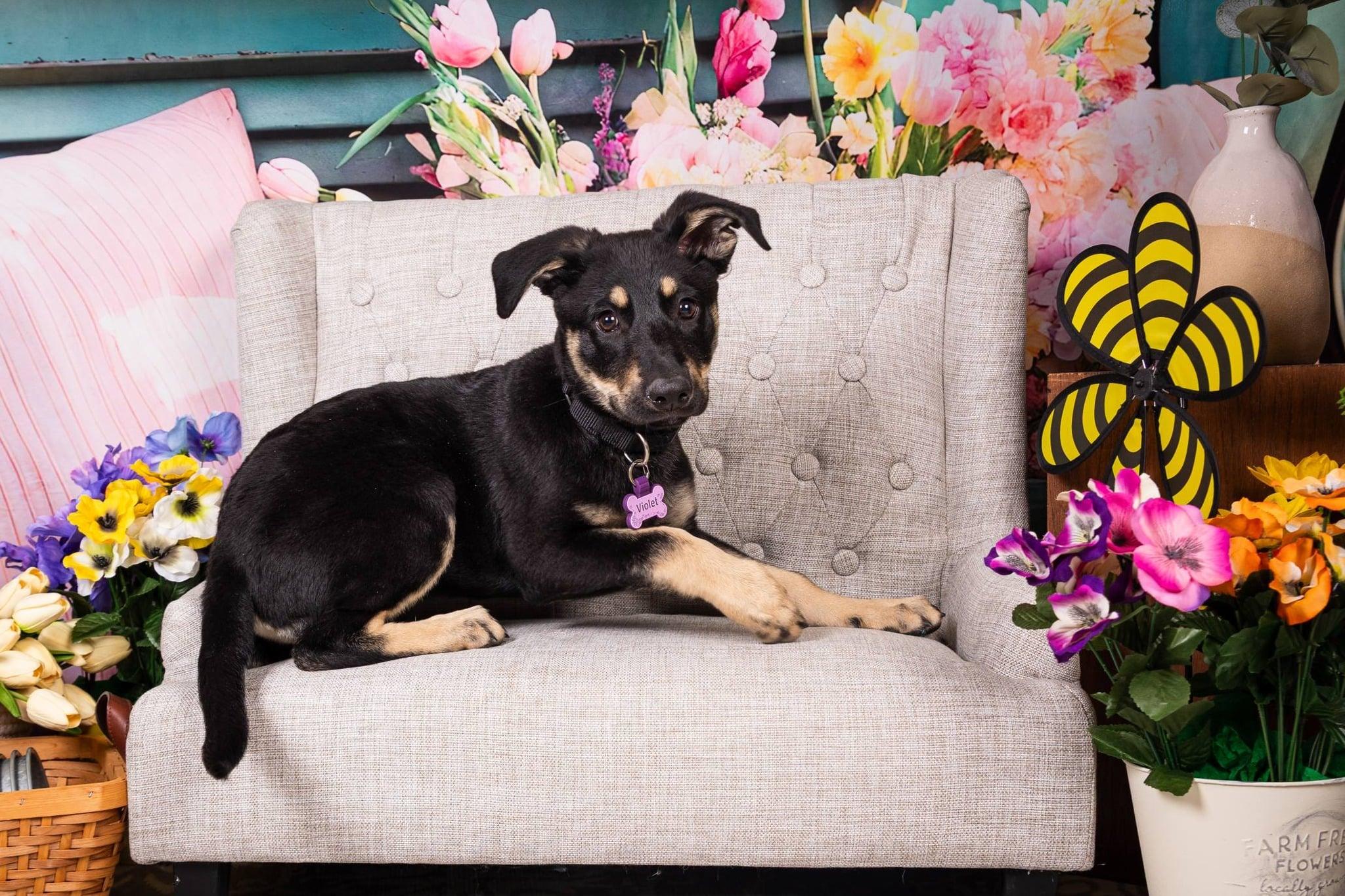 Enlarge Nala, an adoptable mixed breed in Albany, NY image 3/4