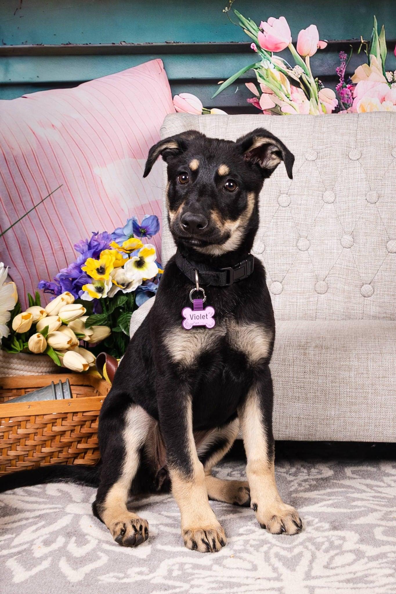 Enlarge Nala, an adoptable mixed breed in Albany, NY image 2/4