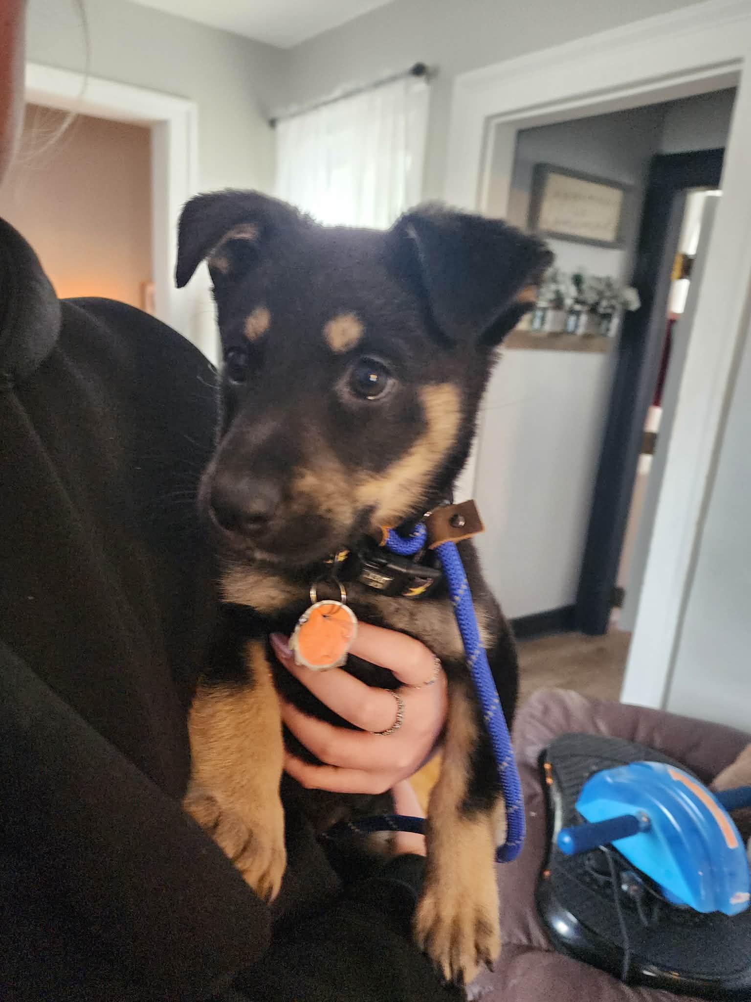 Enlarge Nala, a ADOPTABLE mixed breed in Albany, NY image 3/4