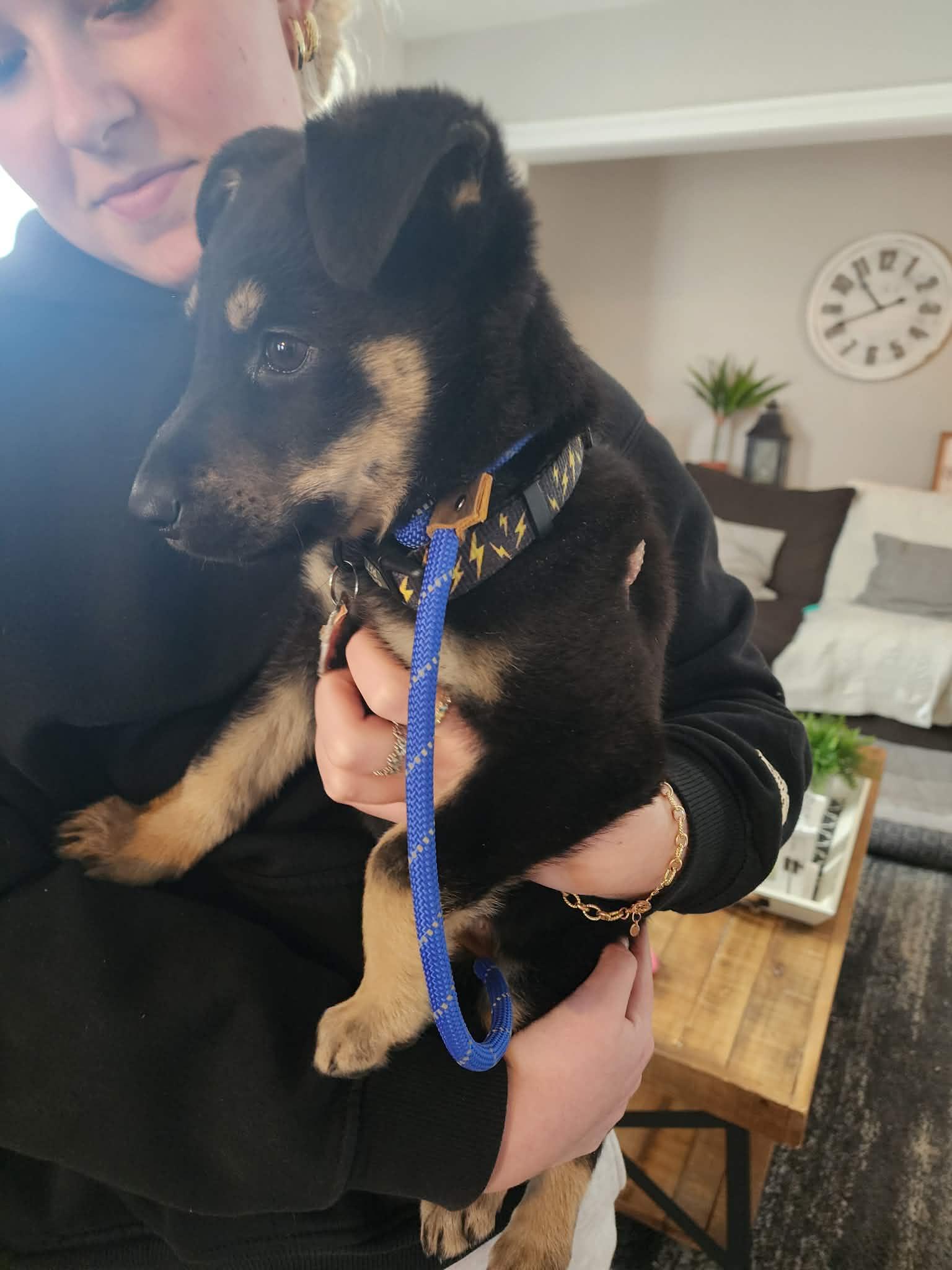 Enlarge Nala, a ADOPTABLE mixed breed in Albany, NY image 2/4