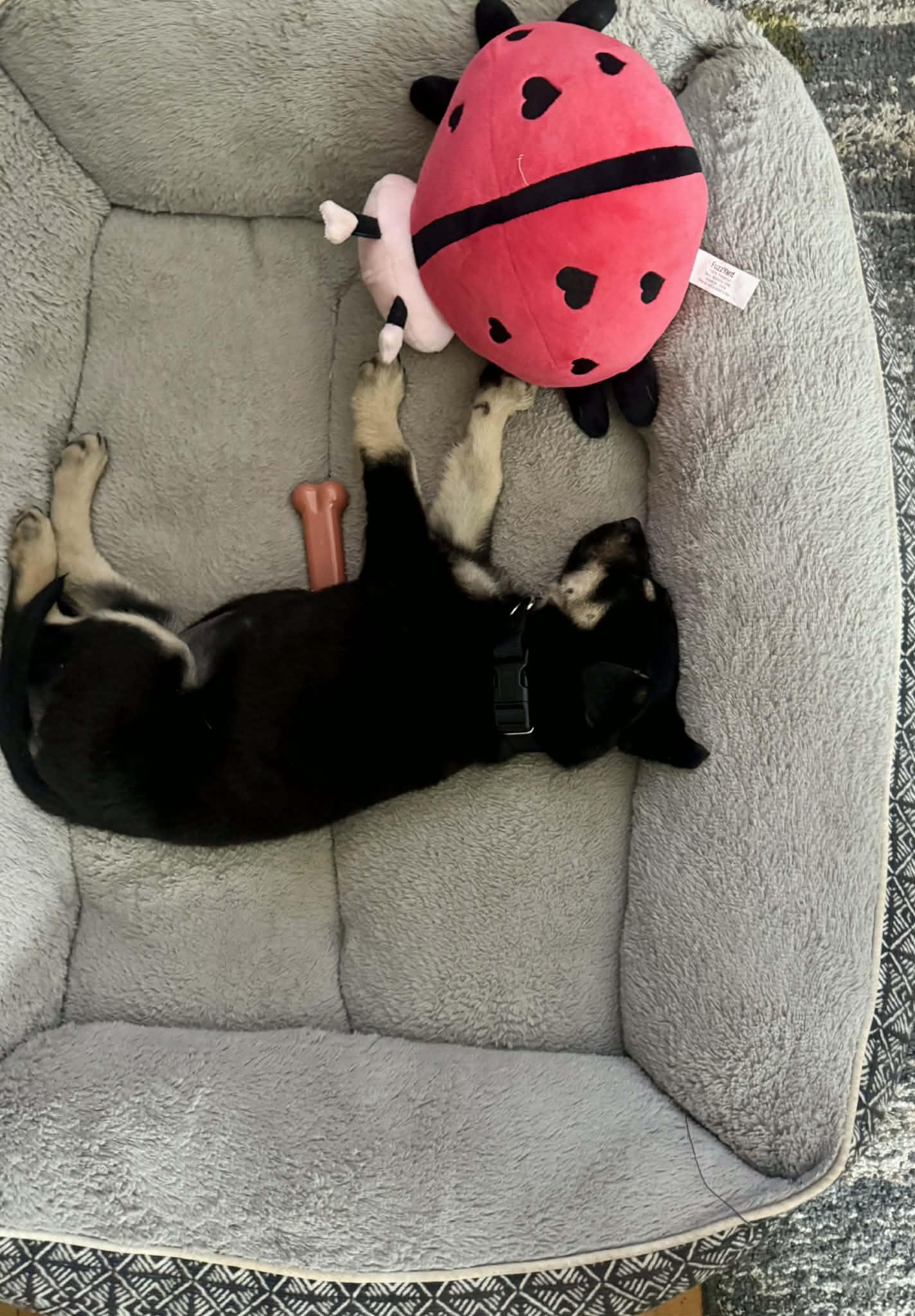 Enlarge Nala, a ADOPTABLE mixed breed in Albany, NY image 4/4