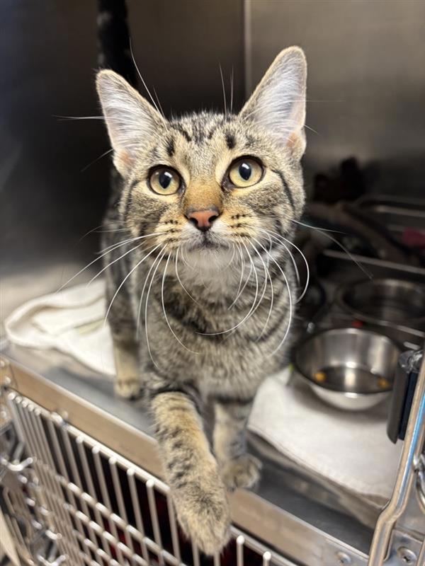 Enlarge Okoye, a Adoptable mixed breed in Great Falls, MT image 1/1