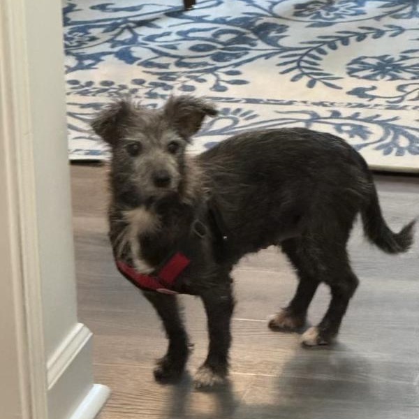 Sophie, a Adoptable mixed breed in High Point, NC image 2/5