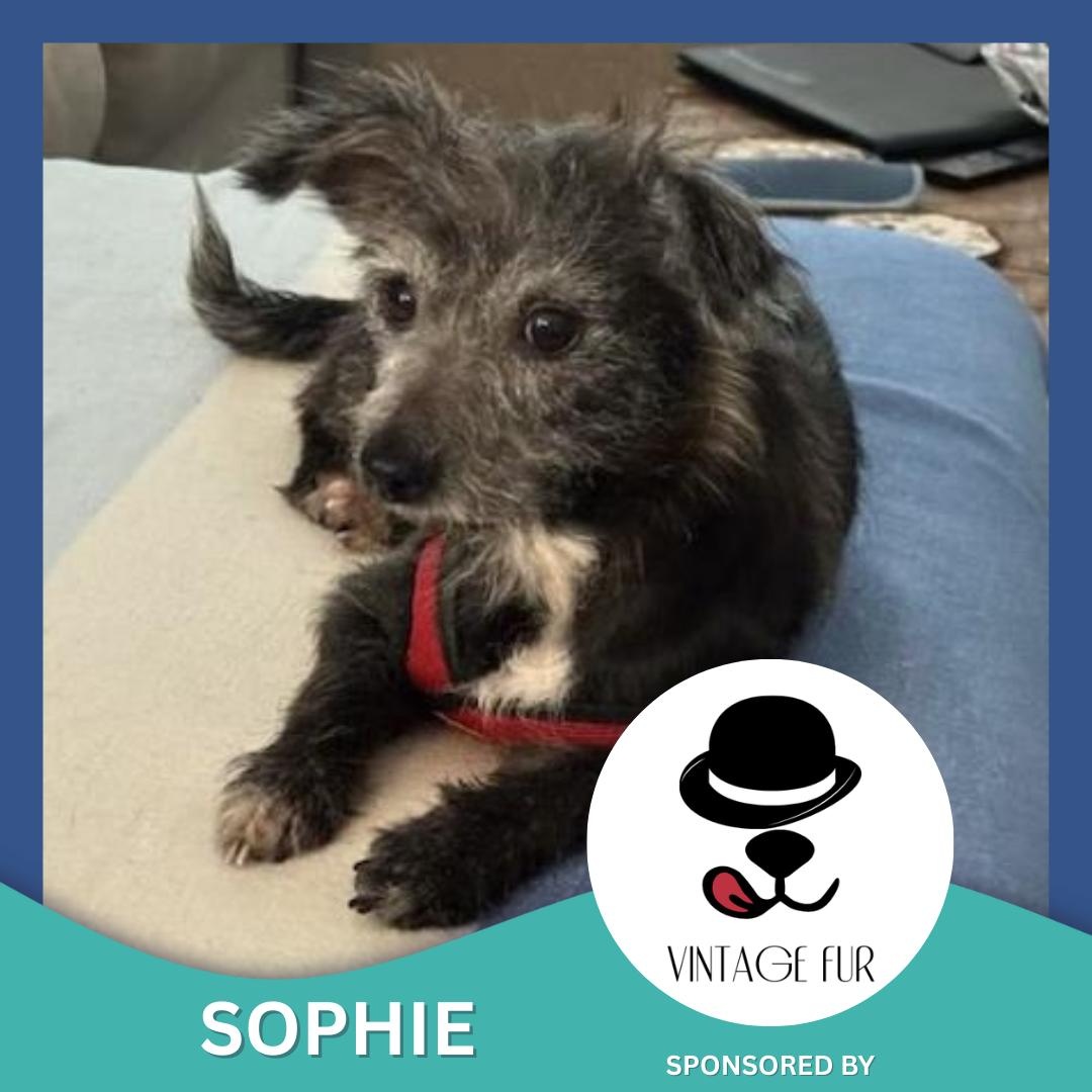 Sophie, Adoptable, Senior Female Poodle & Schnauzer.