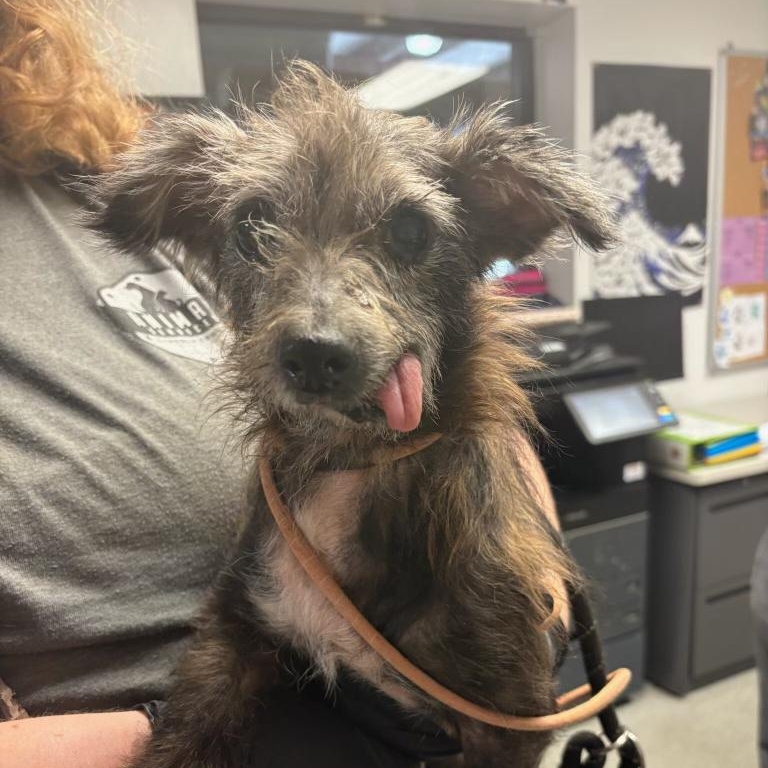 Sophie, a Adoptable mixed breed in High Point, NC image 3/5