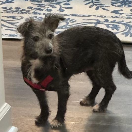 Sophie, a Adoptable mixed breed in High Point, NC image 4/5