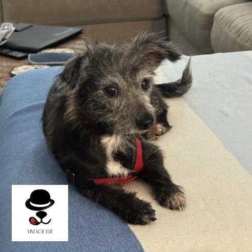 Sophie, Adoptable, Senior Female Poodle & Schnauzer.