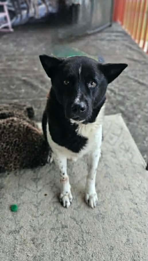 Enlarge Toby, a Adoptable mixed breed in Middletown, CT image 1/3