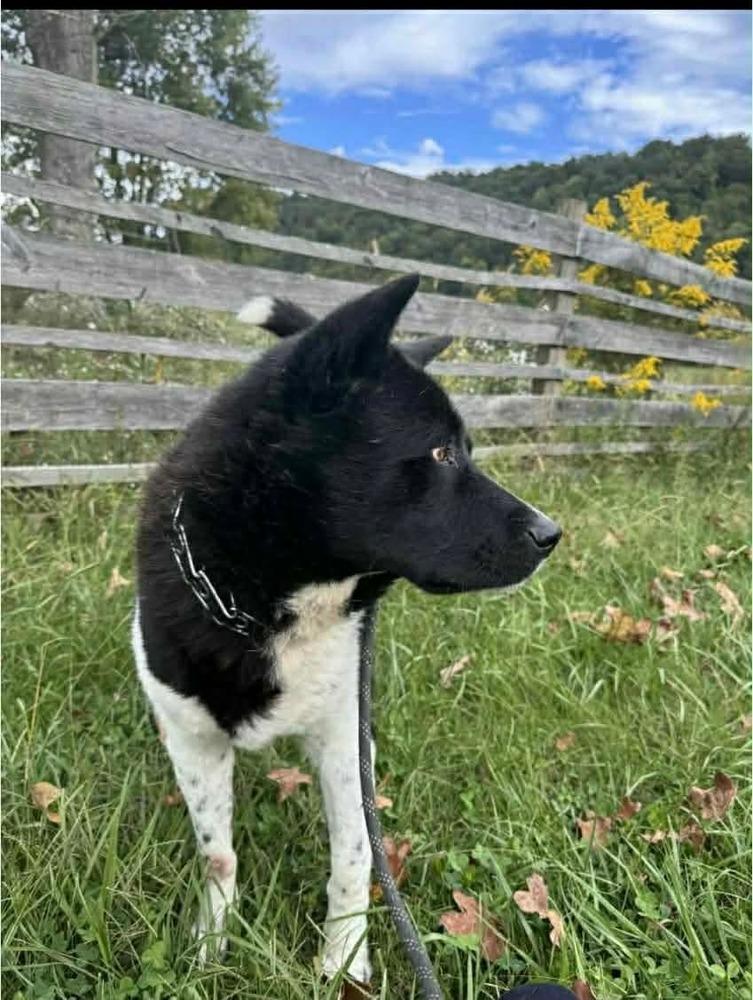 Enlarge Toby, a Adoptable mixed breed in Middletown, CT image 2/3