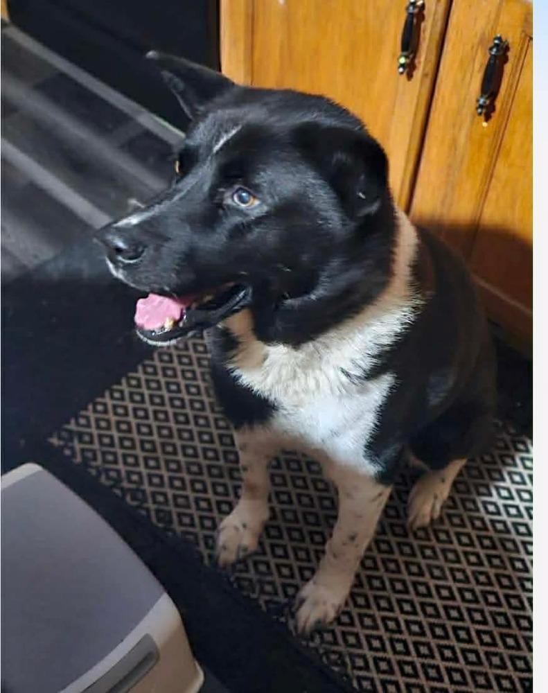 Enlarge Toby, a Adoptable mixed breed in Middletown, CT image 3/3